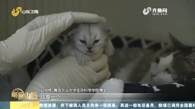 克隆猫诞生!山东在动物克隆技术上取得新突破