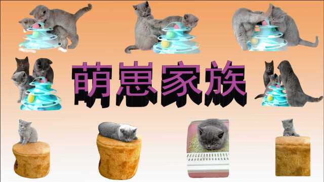 最萌蓝猫寻找有缘人