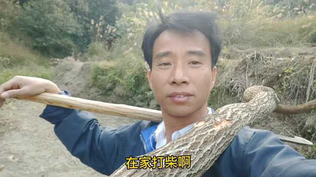 云贵山歌,是云南贵州民族文化遗产,白天工向白日忙