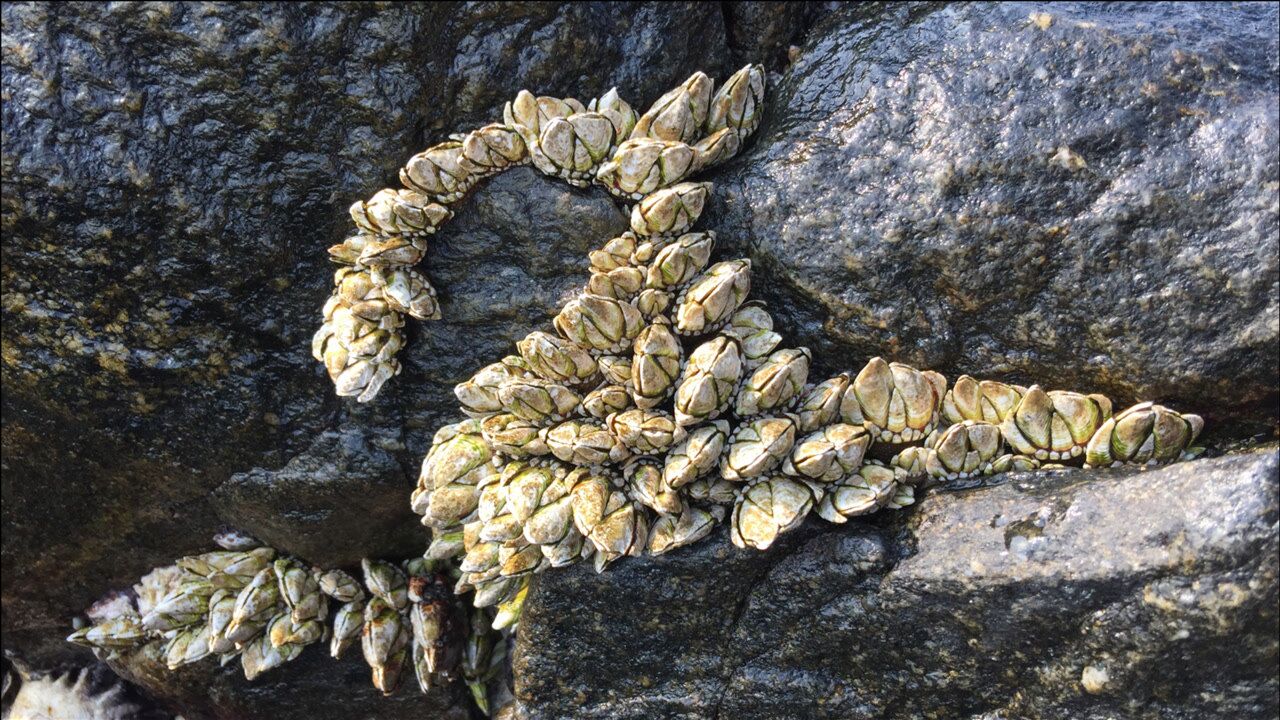 沙滩上到处是冻僵的鱼石缝里全是稀有的佛手螺闲牛这赶海过瘾