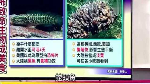 台湾节目:大陆吃货真厉害,在台湾很可怕的生物都会被大陆人吃掉