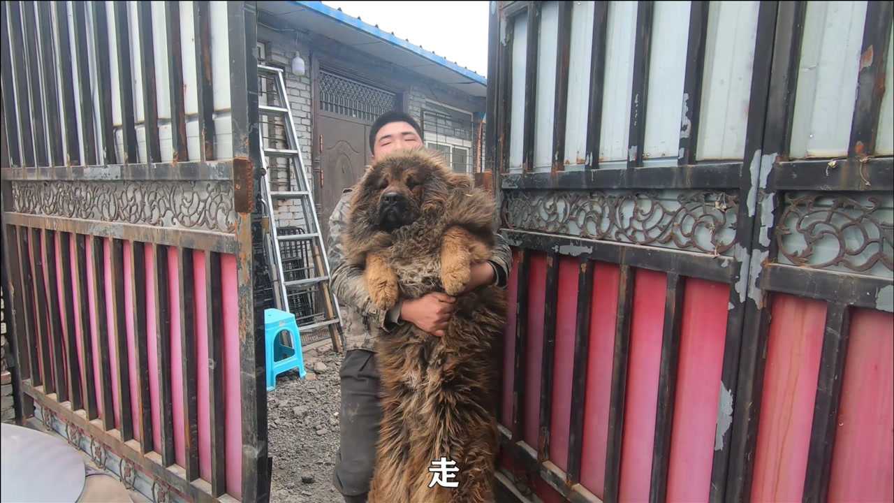给花猫找了条藏獒小母狗,让它彻底明白爱是什么,从此支棱起来