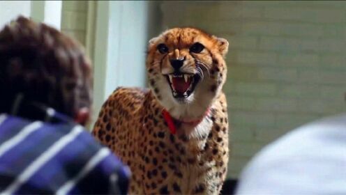 电影解说：小伙在学校上课，突然闯进一头猎豹，竟是来找他玩的