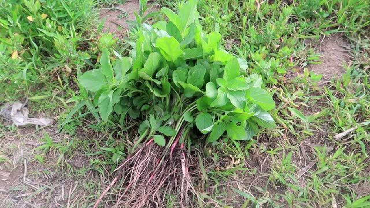 农村常见的可食用野菜:凹头苋,适合夏季采收!