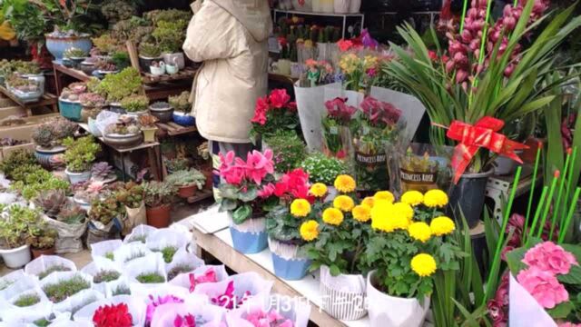 春节前探访衡阳中心汽车站花鸟市场:备货足,品种多,人气没往年旺