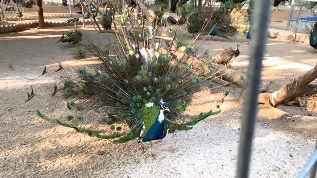 遂溪螺岗小镇名不虚传近千只孔雀真正的动物世界湛江网红打卡圣地