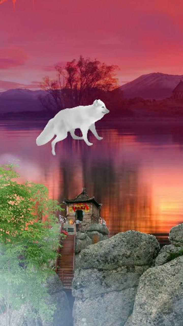 一只漂亮又可爱的白狐