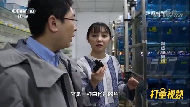 在小小的斑马鱼身上,竟能研究癌症细胞的转移?涨知识