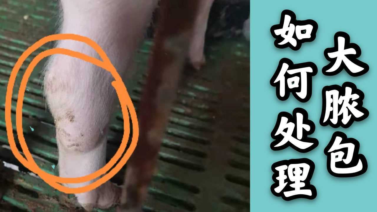 猪身上的脓包,出现在前后腿关节,颈部,前胸,要怎样处理?