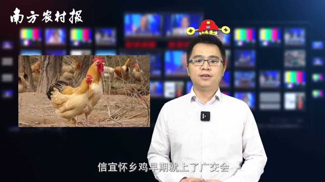 【视频】农财播报:吃了这么多鸡,知道广东四大名鸡吗?