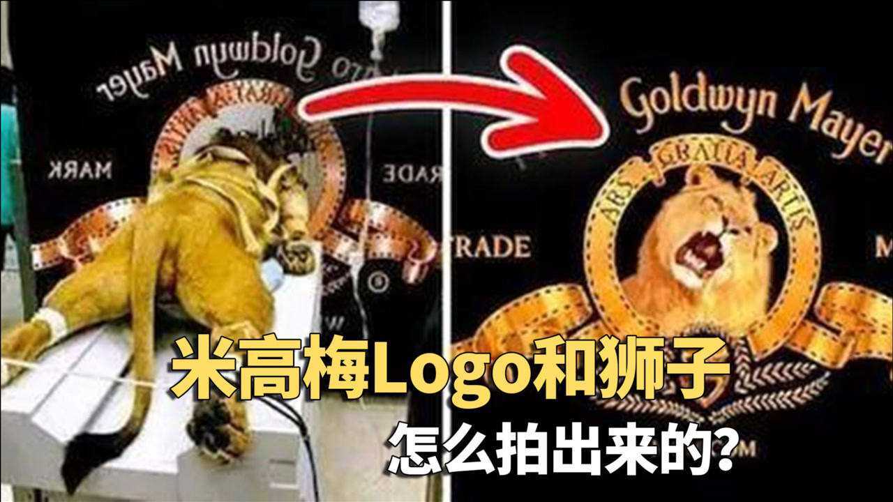 logo背後的趣聞:米高梅獅子這樣拍的?好萊塢特效都省了