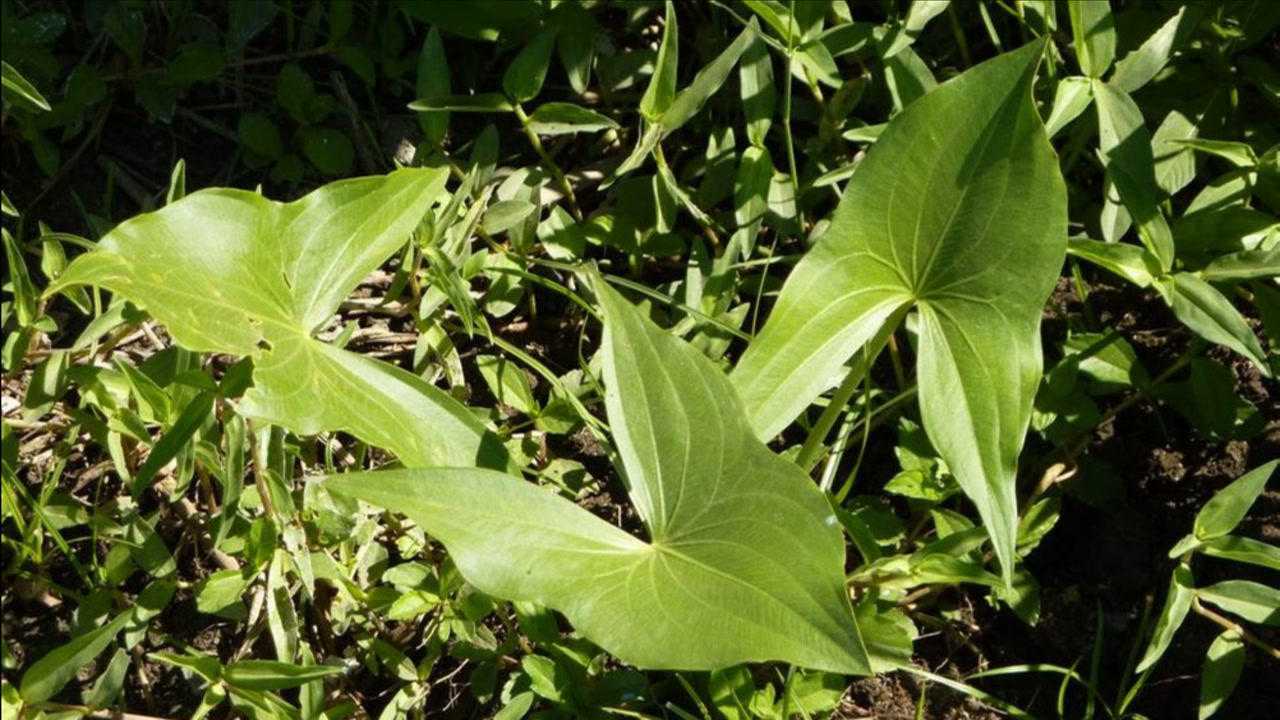 水里的慈菇强心润肺最有效关键能抗癌