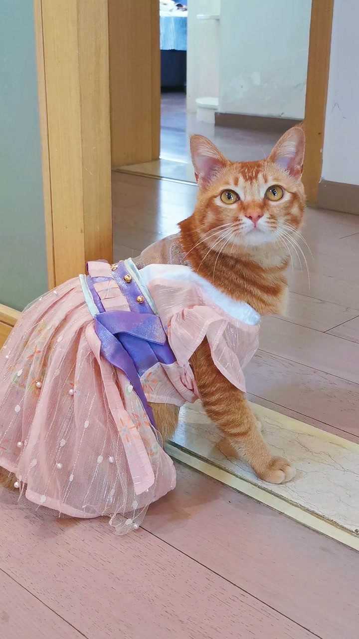 跨界云看秀# 【萌宠时装秀】小猫咪穿汉服是什么体验?