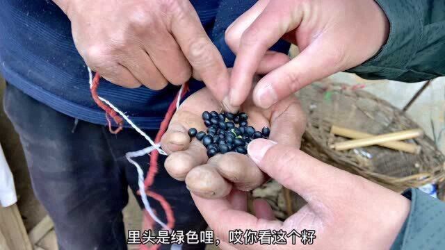 栾川山里大哥种的大豆有点怪,黑皮绿仁,做成豆腐也是绿色