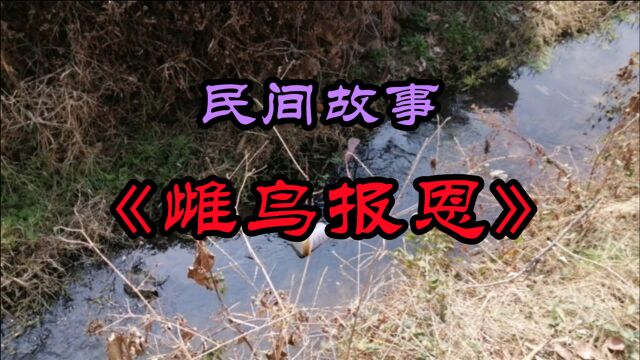 民间故事《雌鸟报恩》善心救了一只小鸟,小鸟回来报恩