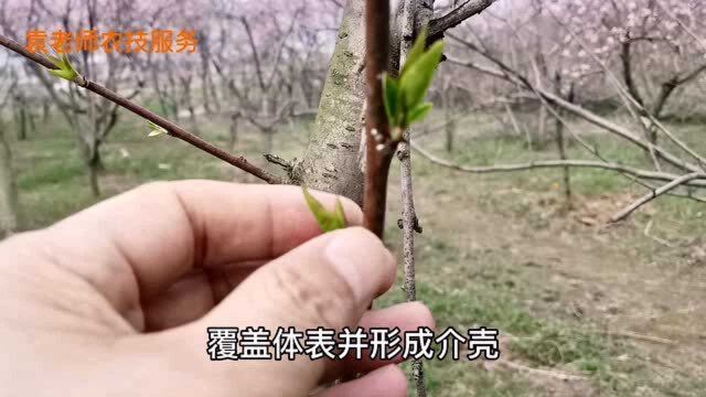 介壳虫防治有技巧,防治好这两次,一年都不再发生