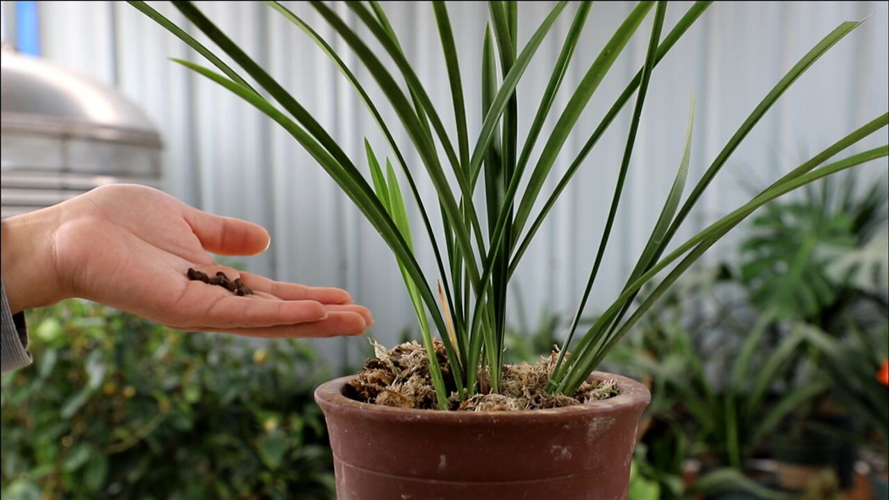 兰菌王养兰花,没有效果?原因就藏在"底部"