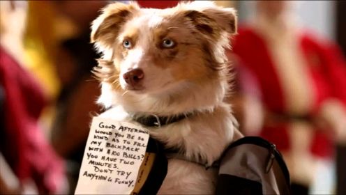 劫匪训练一只狗抢劫银行，结果每次都能成功，搞笑犯罪片