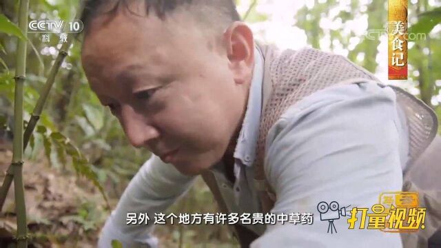 在马关县西南部参天古林,考察队意外发现野生三七