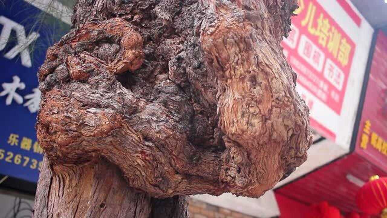 顺德容桂青年路松树瘤2021 3 23