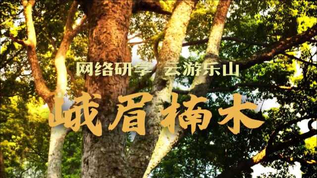 《发现乐山》第7期~网络研学 云游乐山—峨眉楠木