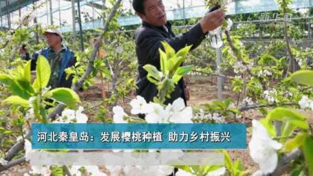 河北秦皇岛:发展樱桃种植 助力乡村振兴