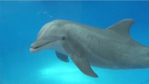 海豚的自我意识能够检测证实吗？水下精灵的智力的确非同一般！