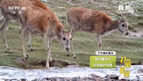 可可西里：藏羚羊群迁徙过河，它们能否适应愈加寒冷的环境