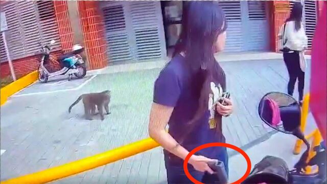 猕猴台湾校园称霸王肆意抢饭 女大学生无奈持枪取餐吓坏外卖小哥