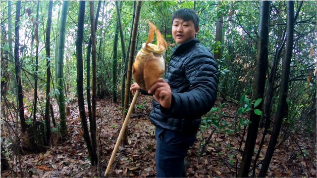 挖毛竹笋做笋干,挑矮的不成器的挖,高的长竹子,1小时挖一背篓