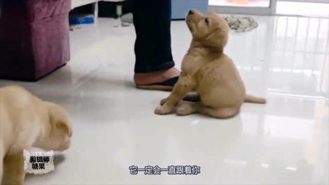 常被选作导盲犬的拉布拉多犬