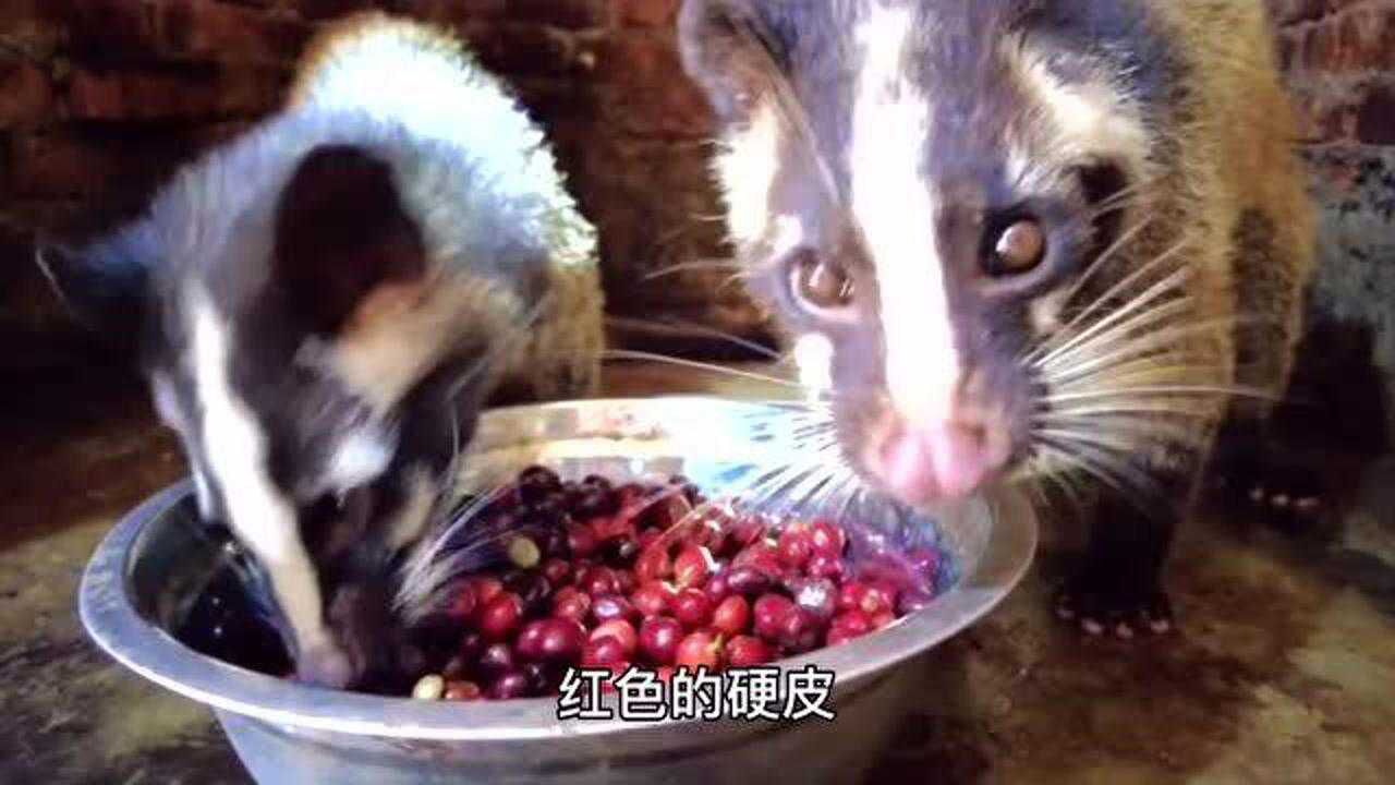猫屎咖啡不是猫拉出来的屎而是果子狸拉出来的屎知道这些再喝猫屎咖啡