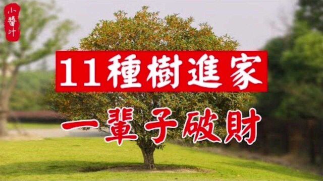 居家风水:“桂树进门,鬼魅缠身”?11种“招鬼财”树不可进家门!