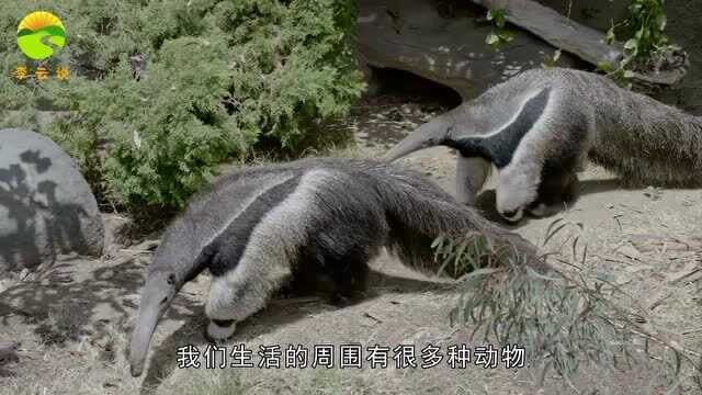 食蚁兽,顾名思义,它是以吃蚂蚁为生的.