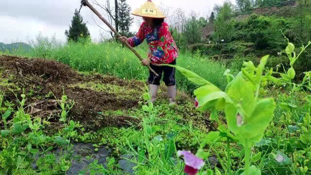 湘西天黑了,给你们讲一个故事,大家一直好奇这些故事