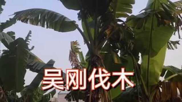 民间故事《吴刚伐木》