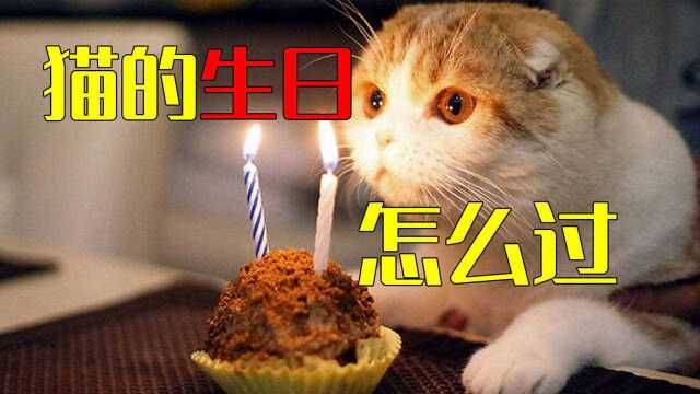 大家都是怎么给猫过生日的?我们吃的生日蛋糕不能给猫吃的原因