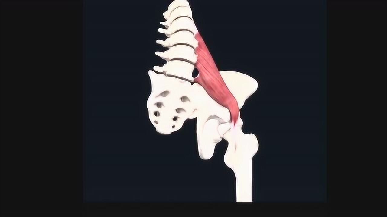腰大肌功能原理2