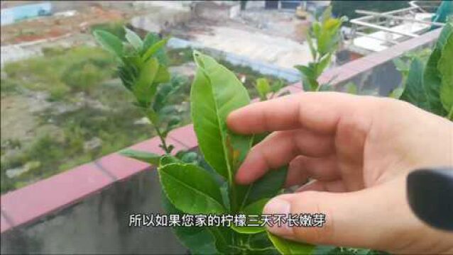 花卉不长新叶,3个原因最常见,网友:好简单?