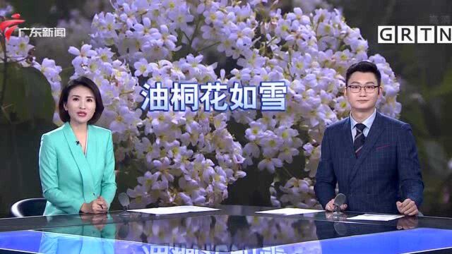 潮洲 木油桐花开 青山覆“雪”