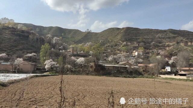 甘肃:定西雪山村,满山遍野的杏花都盛开