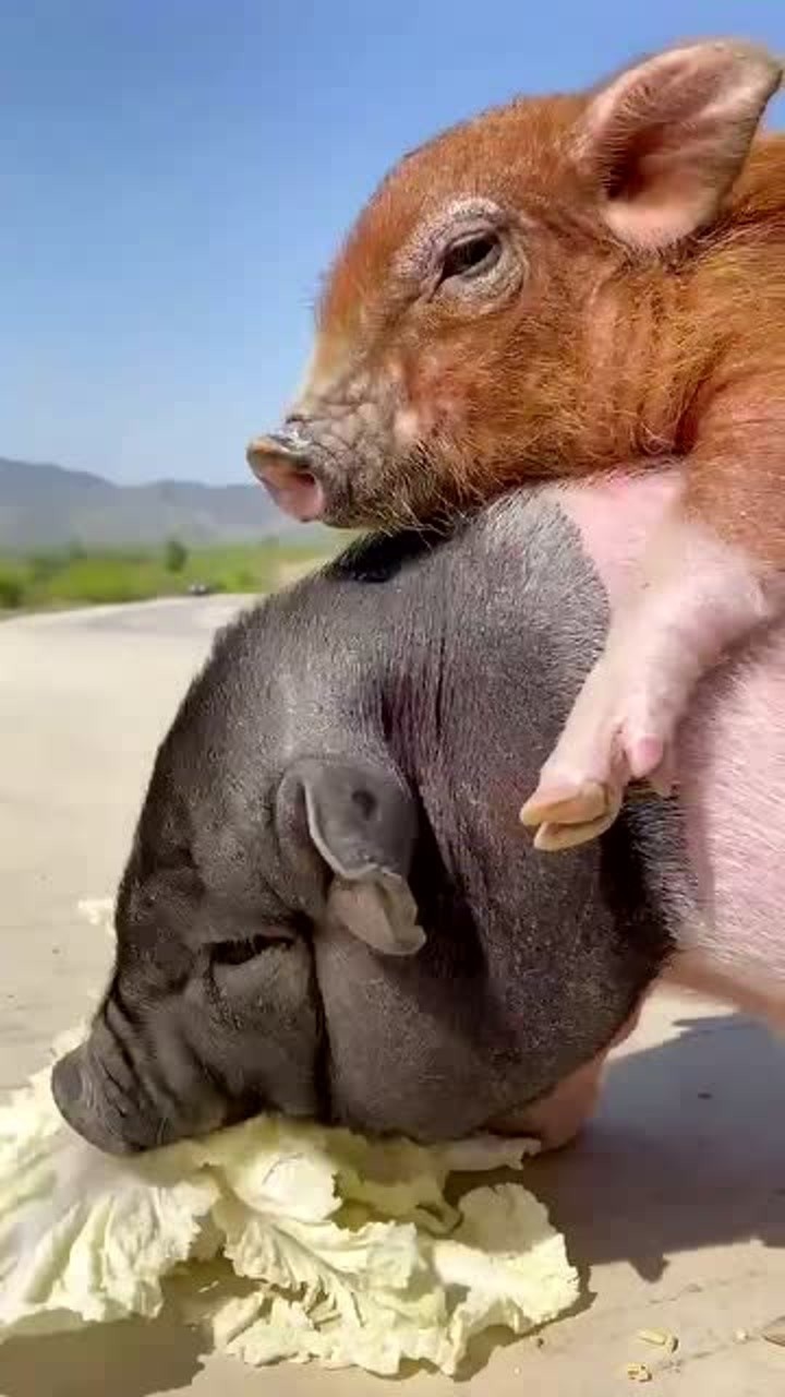 还是农村人会玩掀开红头纱的那一刻这才叫真正的猪八戒背媳妇