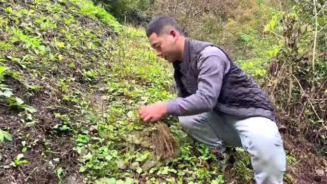 农村常见中草药车前草,成熟的种子叫车前子,它的作用你知道吗