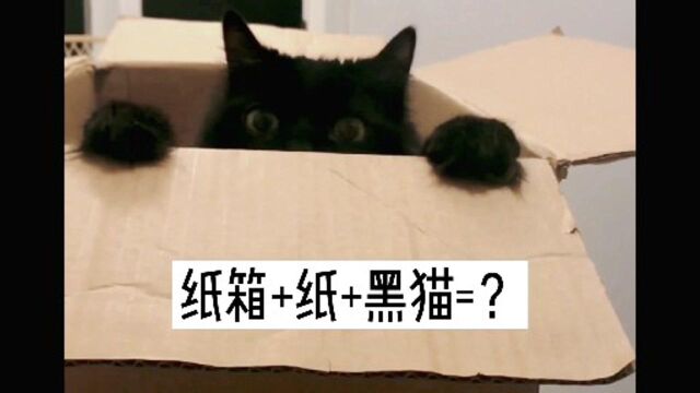 纸箱+纸+黑猫=?