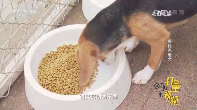 克隆犬最关键的一步,如何将带遗传信息的卵子核去掉?