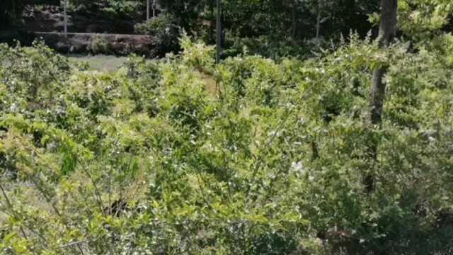 农村非常漂亮的鲜花欣赏,白如雪白花洁白,感觉像雪花压在植物上了