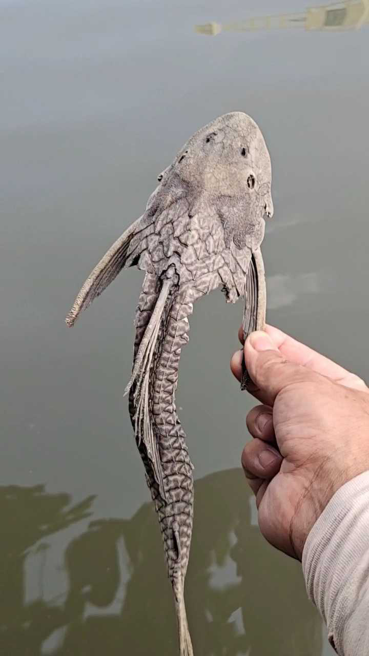 风化了一年多清道夫鱼干放水里不见了咋回事?