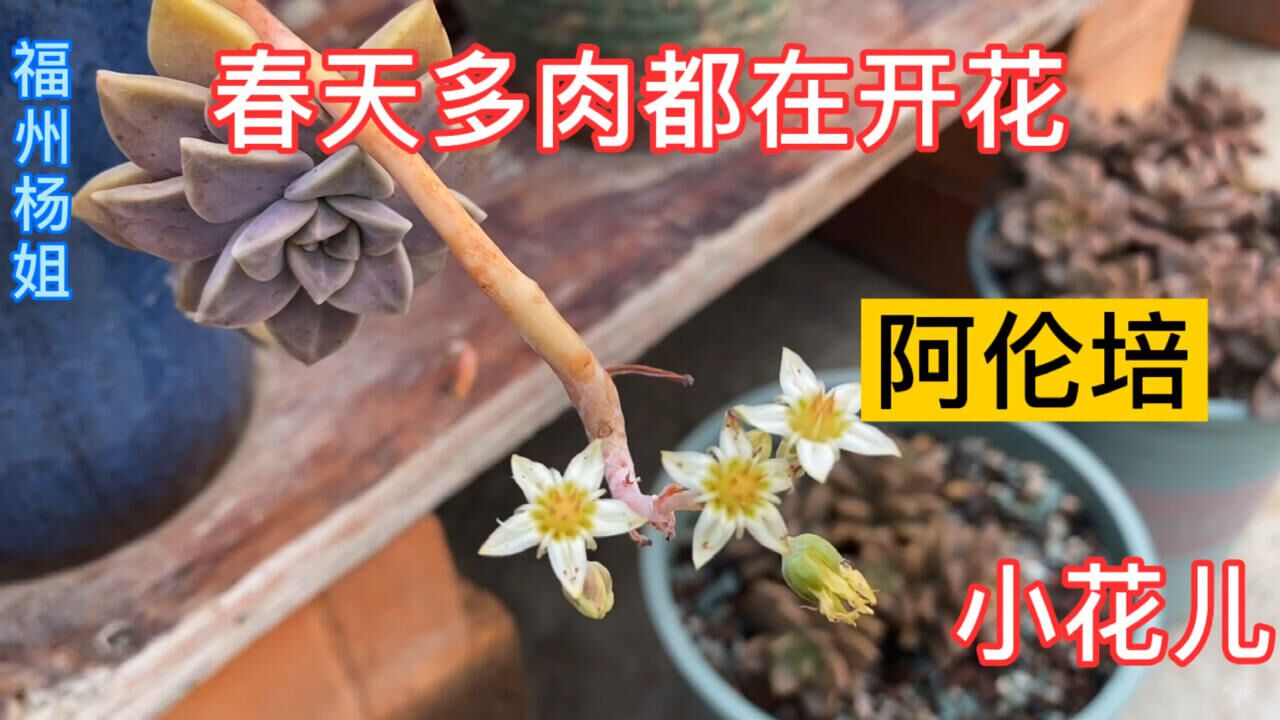 多肉阿伦培开花的样子图片