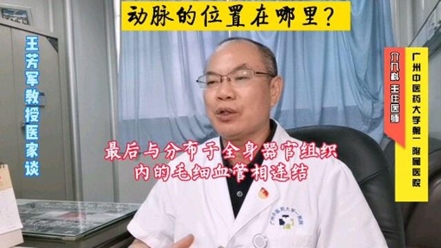 动脉的位置在哪里?