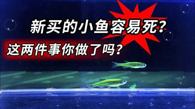 新买来的鱼不容易养活,容易死?如何提高斑马鱼孔雀鱼等小型观赏鱼虾成活率?